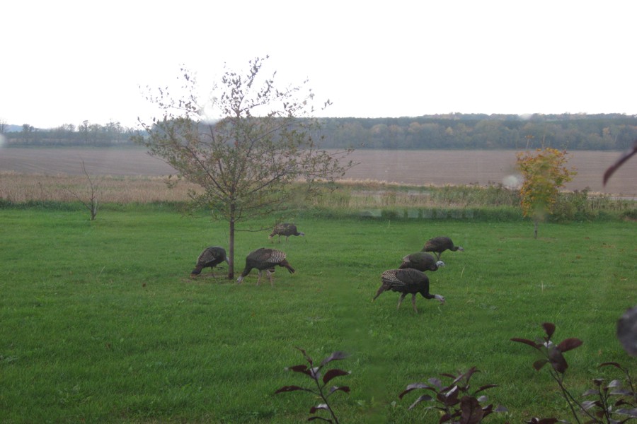 ../image/turkeys in oct in front yard 4.jpg